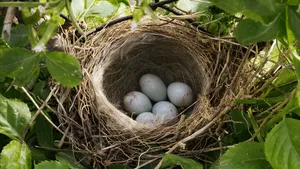 Vogelnest
