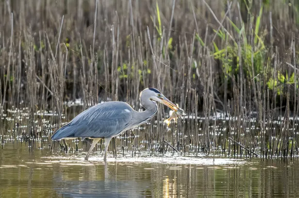 Blauwe reiger met een vis