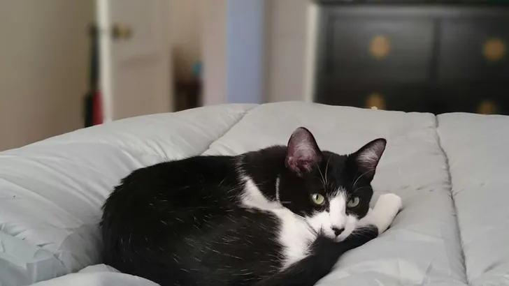 Waarom je beter niet met je kat in bed kan slapen