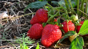 Aardbeien