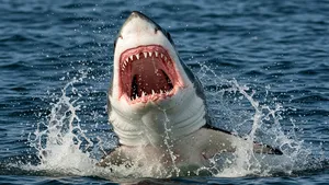 Haaienaanval