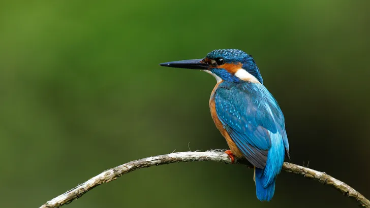 Weetjes over de ijsvogel