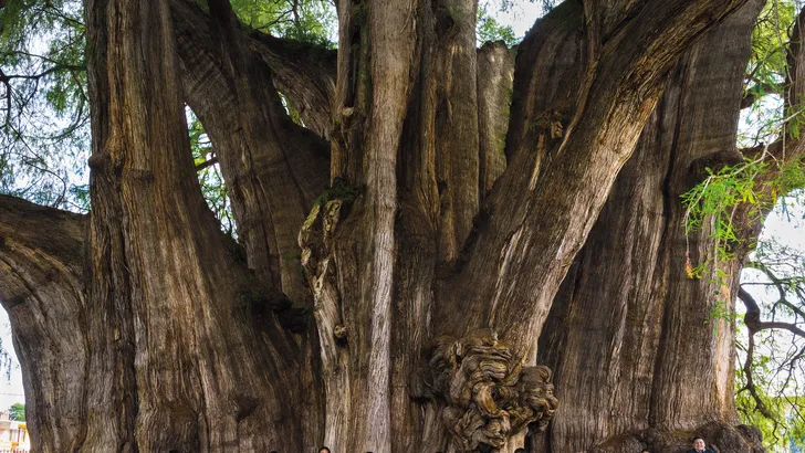 "Sinds de mens is gaan kappen, is de aarde de helft van haar bomen verloren"