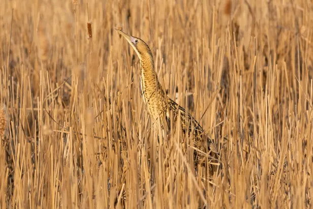 Je kunt de roerdomp bijna niet zien zitten in het riet