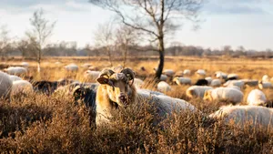 Gasterse Duinen