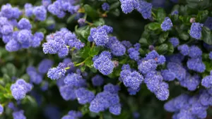 Ceanothus