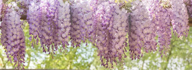 Blauwe regen of wisteria