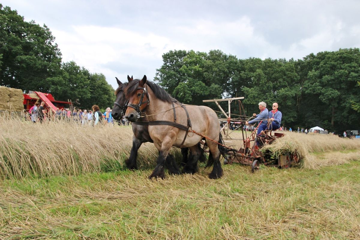 11 augustus: Terug in de tijd tijdens oogstdag in Lhee