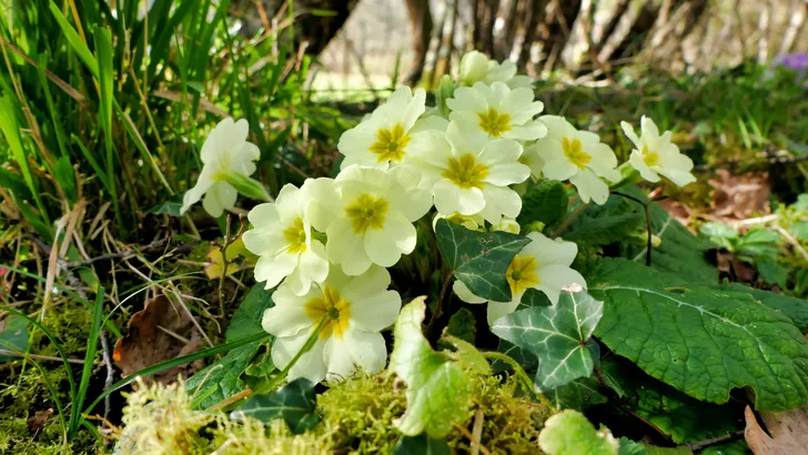 Tuin
