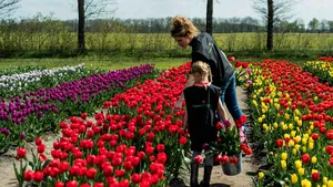 Tulpenpluktuin