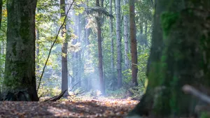 wandeling Kwintelooijen