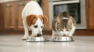 Dierenartsen waarschuwen: deze 7 alledaagse snacks kunnen je huisdier ziek maken