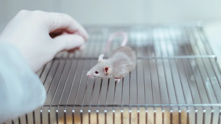 Gestreste muizen worden sneller grijs