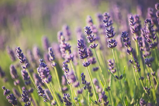 Lavendel