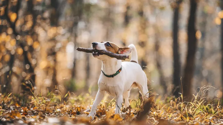 Jack Russell Parson Terrier Running Toward The Camera