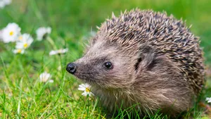 Egel