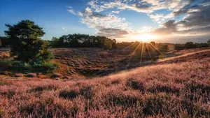 Westruper Heide in het Münsterland