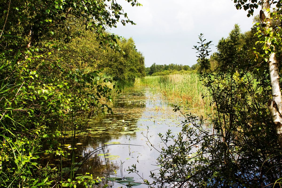 Weg van de massa: dit verborgen Friese natuurgebied wil je dit voorjaar ontdekken