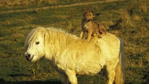 shetland pony