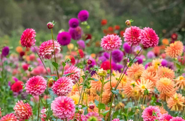 Pluktuin met dahlia's