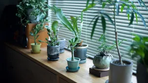 Mooier dan de kerstster maar allergisch voor de verwarming: deze plant is de onverwachte winterhit van 2025