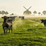 Dutch cattle