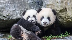 panda baby's