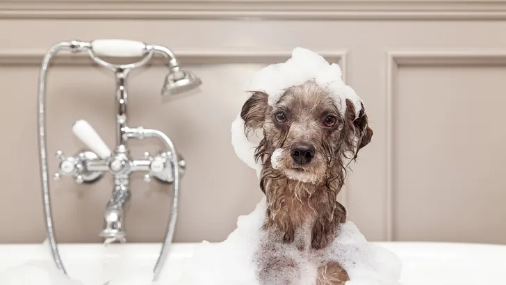 Wil je zien: 's werelds lelijkste hond van het jaar