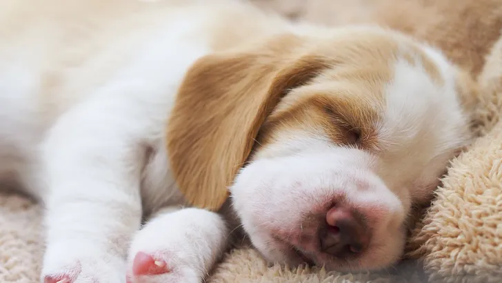 Science says: hier dromen honden dus over