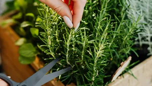 TikTok had gelijk: hoe rozemarijn je huid littekenvrij kan helpen helen