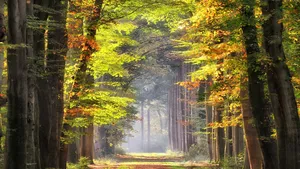 Waarom zijn de bomen nog zo groen?