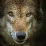 Eurasian wolf