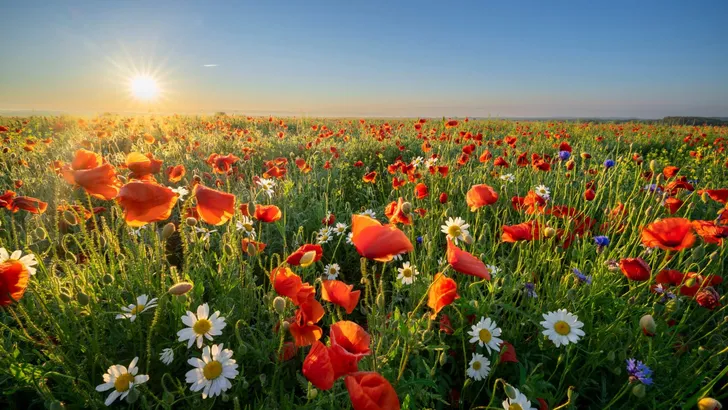 Summer morning over field of wild flowers