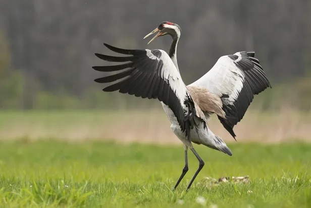 Kraanvogel