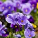 Bloemen