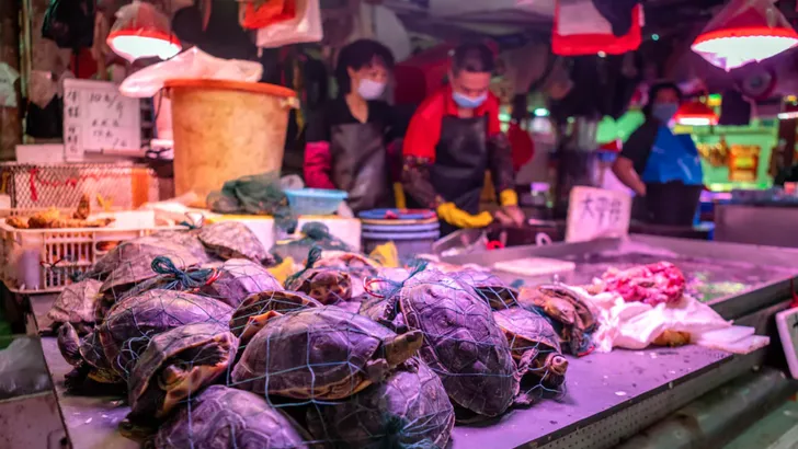 Schildpadden op de markt in Gangzhou