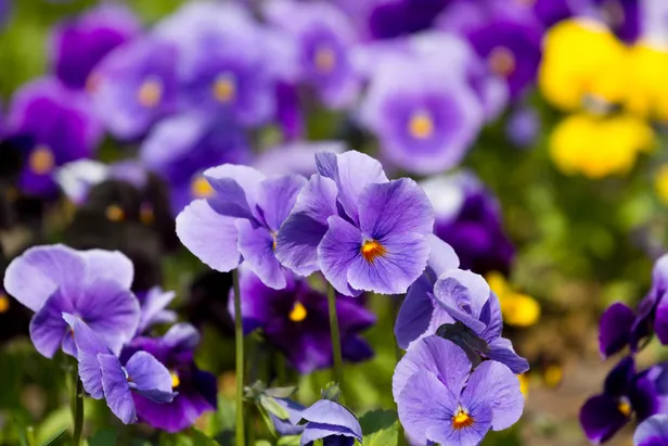Viooltjes