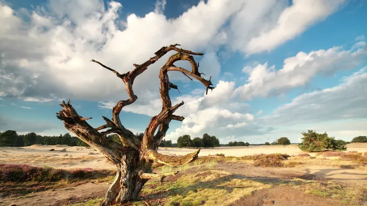 dry dead tree over blue sky