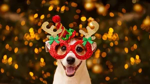 Dog in party glasses with reindeer horns, celebrates the New Year.