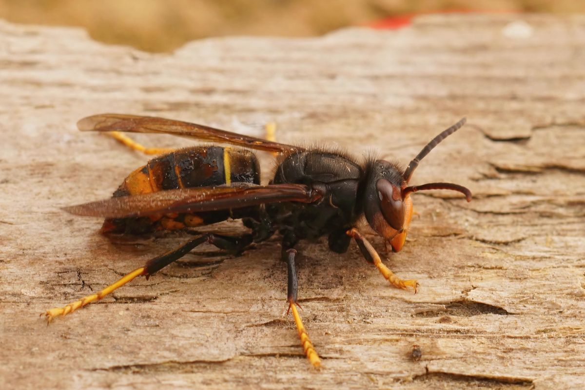Deze gratis val met koffiedik houdt de Aziatische hoornaar uit de tuin