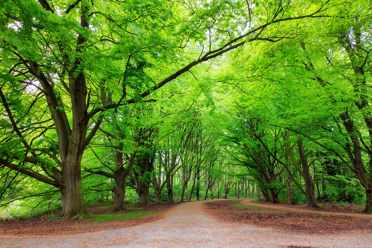 Proef de toekomst: ‘Chefs in het Bos’ brengt 10 Michelinsterren samen in magisch Amsterdamse Bos