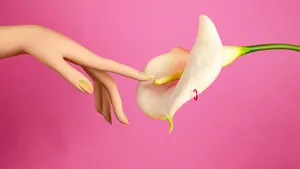 Hand reaching out to touch stamen of calla lily on pink background