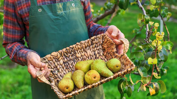 Farmer holding a basket with pears