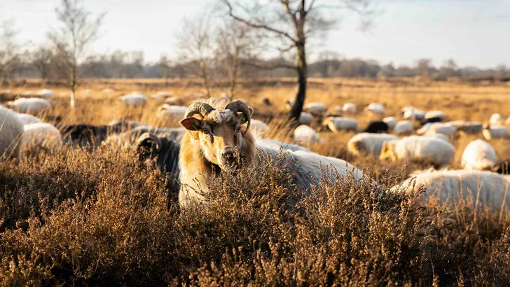 Drenthe