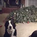 hond kerstboom