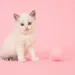 Beau Pets: Britse korthaar met kroontjes en Louis Vuitton tassen