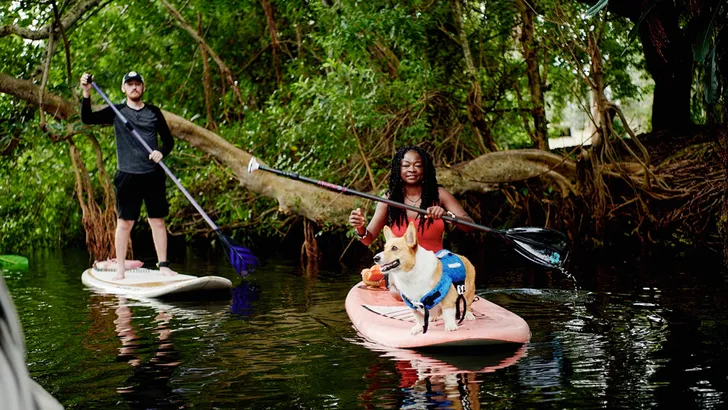 Animal Experiences
