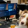 Attentie kantoorlui: het is binnenkort breng je hond mee naar werk-dag