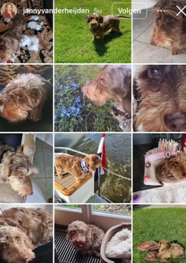 Vervolgens post ze een prachtige collage van het beestje (Beeld: Instagram @jannyvanderheijden)