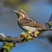 Vogels